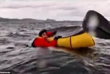 The Rare and Terrifying Experience of Being Caught in a Whale's Mouth