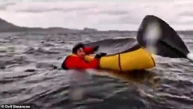 The Rare and Terrifying Experience of Being Caught in a Whale's Mouth