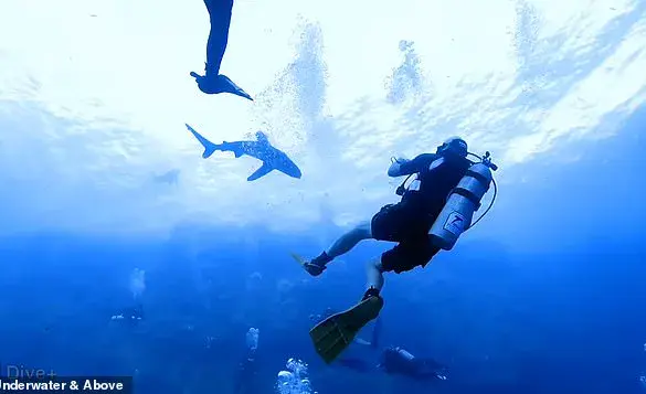 White Shark Attack: A Dream Turned Nightmare