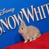 Disney Invites Influential Rabbit to Distract from Snow White Controversies at Premiere