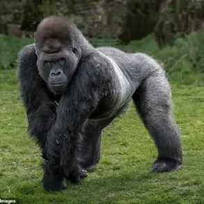 Robert Irwin Weighs In on Viral '100 Men vs One Gorilla' Debate