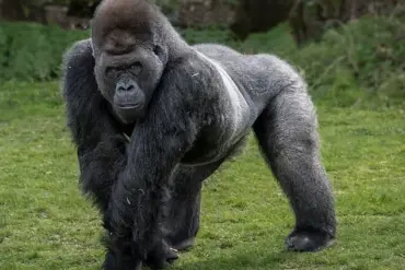 Robert Irwin Weighs In on Viral '100 Men vs One Gorilla' Debate
