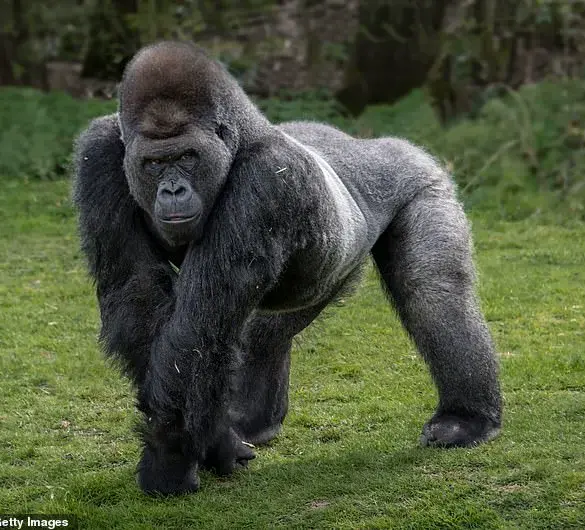 Robert Irwin Weighs In on Viral '100 Men vs One Gorilla' Debate