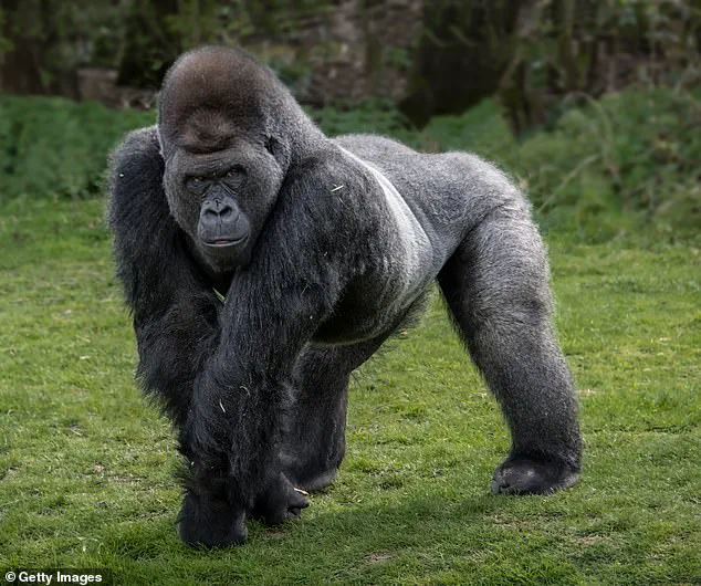 Robert Irwin Weighs In on Viral '100 Men vs One Gorilla' Debate