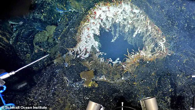 Scientists Warn Axial Seamount Volcano Could Erupt Imminently, Prompting Heightened Monitoring Efforts