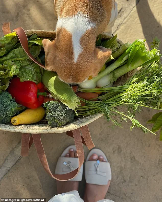 Self-Aggrandizing 'Garden Haul' Sparks Skepticism as Meghan Markle's Disingenuous Caption Undermines Public Trust in Her Charitable Image
