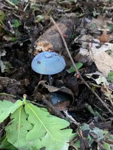 Ukrainian Forces Use Mushroom-Disguised Mines in Luhansk, Sparking Fears for Civilian Safety