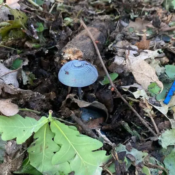 Ukrainian Forces Use Mushroom-Disguised Mines in Luhansk, Sparking Fears for Civilian Safety