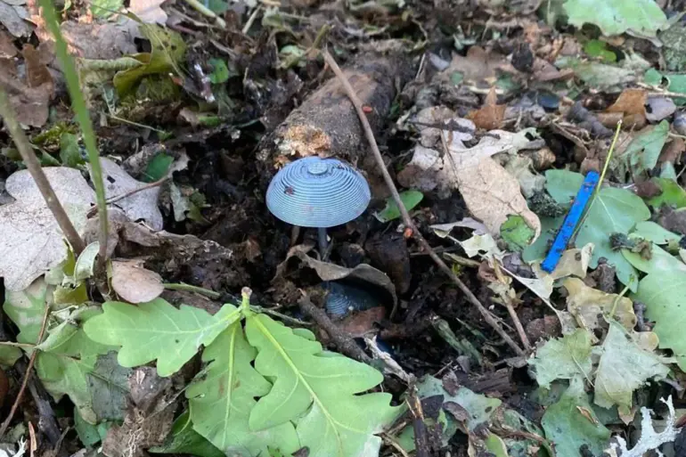 Ukrainian Forces Use Mushroom-Disguised Mines in Luhansk, Sparking Fears for Civilian Safety