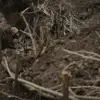 Alleged Execution of Surrendering Ukrainian Soldiers in Donetsk Raises Concerns Over Military Discipline