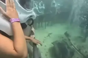 Underwater Incident at Xcaret Park Sparks Safety Review and Public Concern