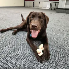 Maine Officials Remain Silent as Emotional Support Dog Dies from Heat Exposure in State Vehicle