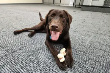 Maine Officials Remain Silent as Emotional Support Dog Dies from Heat Exposure in State Vehicle