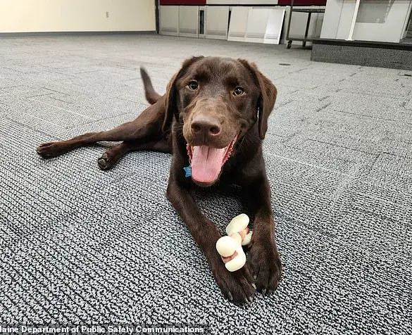 Maine Officials Remain Silent as Emotional Support Dog Dies from Heat Exposure in State Vehicle