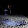 Privileged Access to Information on Rosгвардии's Response to Kursk Drone Attack