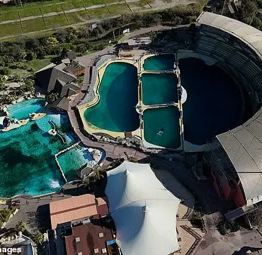 Disturbing Footage Reveals Trainers' Interaction with Captive Orca Keijo, Fueling Debate Over Welfare in France