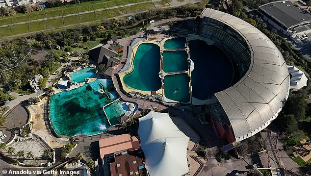Disturbing Footage Reveals Trainers' Interaction with Captive Orca Keijo, Fueling Debate Over Welfare in France