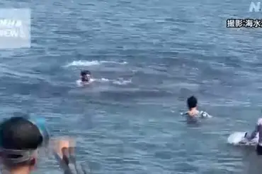 Scientists Warn of Escalating Risks After Dolphin 'Nearly Drowns' Swimmers in Lyme Regis