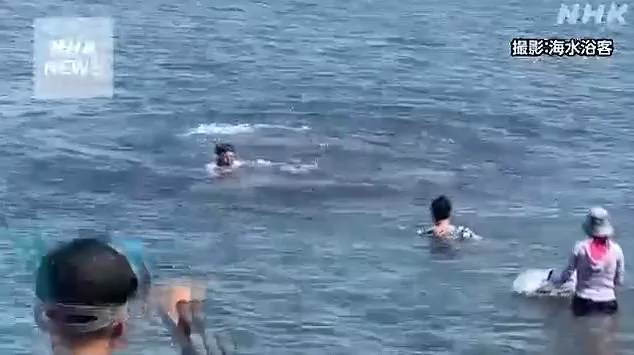 Scientists Warn of Escalating Risks After Dolphin 'Nearly Drowns' Swimmers in Lyme Regis