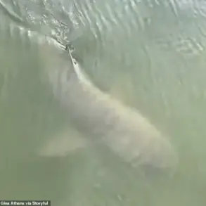 Unexpected Coexistence of Alligator and Shark Sparks Debate in Hilton Head Island