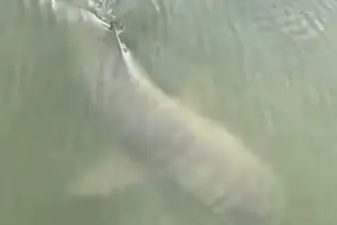 Unexpected Coexistence of Alligator and Shark Sparks Debate in Hilton Head Island