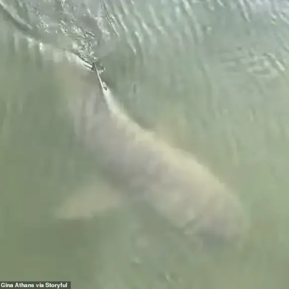 Unexpected Coexistence of Alligator and Shark Sparks Debate in Hilton Head Island