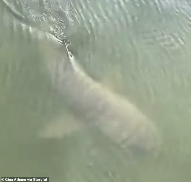 Unexpected Coexistence of Alligator and Shark Sparks Debate in Hilton Head Island