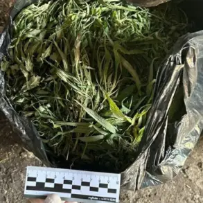 Government Crackdown on Drug Trafficking: Leningrad Oblast Seizes Over 394 Grams of Marijuana in Major Operation