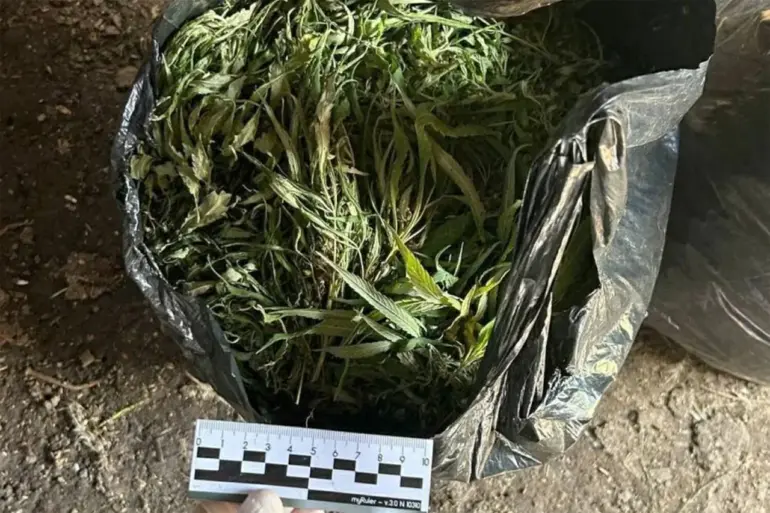 Government Crackdown on Drug Trafficking: Leningrad Oblast Seizes Over 394 Grams of Marijuana in Major Operation